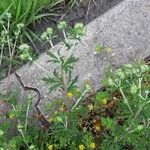 Potentilla argentea Leaf