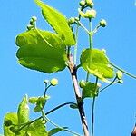 Euonymus latifolius 整株植物