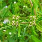 Valerianella dentata Çiçek