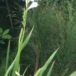 Watsonia borbonica Floro