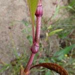 Persicaria hydropiper Bark