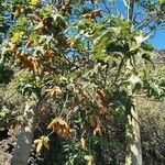 Brachychiton discolor Hoja