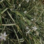 Chlorophytum comosum Habit