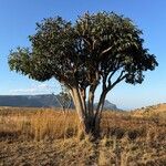 Cussonia paniculata برگ