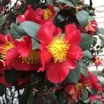 Camellia sasanquaফুল