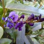 Hardenbergia comptoniana Flower