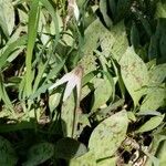 Erythronium albidum Kvet