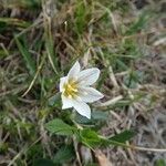 Gagea serotina Fula