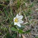 Gagea serotina Flower