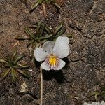 Viola pygmaea Blomst