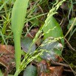 Milium effusum ഫലം
