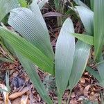 Curculigo capitulata Leaf