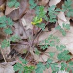 Corydalis flavula Habitus