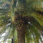 Phoenix canariensis Ліст