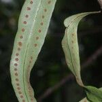 Microgramma thurnii Leaf