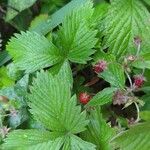 Fragaria vescaFoglia