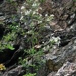 Silene nemoralis Flors