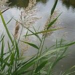 Phragmites australisFlower