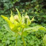 Cirsium oleraceum花