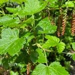 Ribes magellanicum Hoja