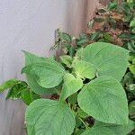 Tithonia rotundifolia Leaf