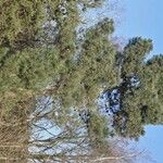 Pinus pinaster Alkat (teljes növény)