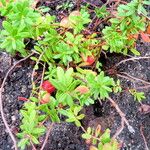 Vaccinium macrocarpon Облик