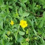 Potentilla reptans 花