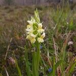 Dactylorhiza insularis Flower