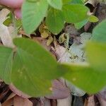 Crotalaria pallida Лист