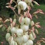 Yucca gloriosaFloro