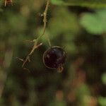 Ribes lacustre Fruit