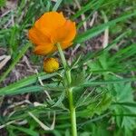 Trollius asiaticus Flower