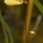 Utricularia minor Flor