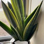 Sansevieria trifasciata Blatt