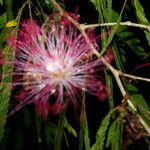 Calliandra magdalenae Агульны выгляд