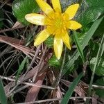 Ranunculus ficaria Květ