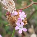 Petrorhagia prolifera Fiore