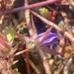 Campanula garganica Квітка