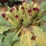 Pachypodium namaquanum Blomst