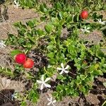 Carissa macrocarpa Fruit