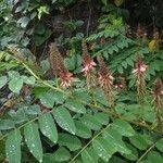 Indigofera australis Habit