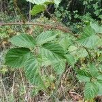 Rubus bertramii Blad