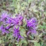 Serratula tinctoria Flower