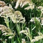 Calamagrostis epigejosFlower