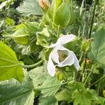 Kitaibelia vitifolia Flor