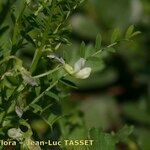Vicia ervilia Květ