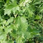 Atriplex tatarica Fulla