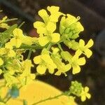 Barbarea vulgaris 花