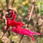Salvia elegans Květ
